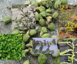 Planting Materials